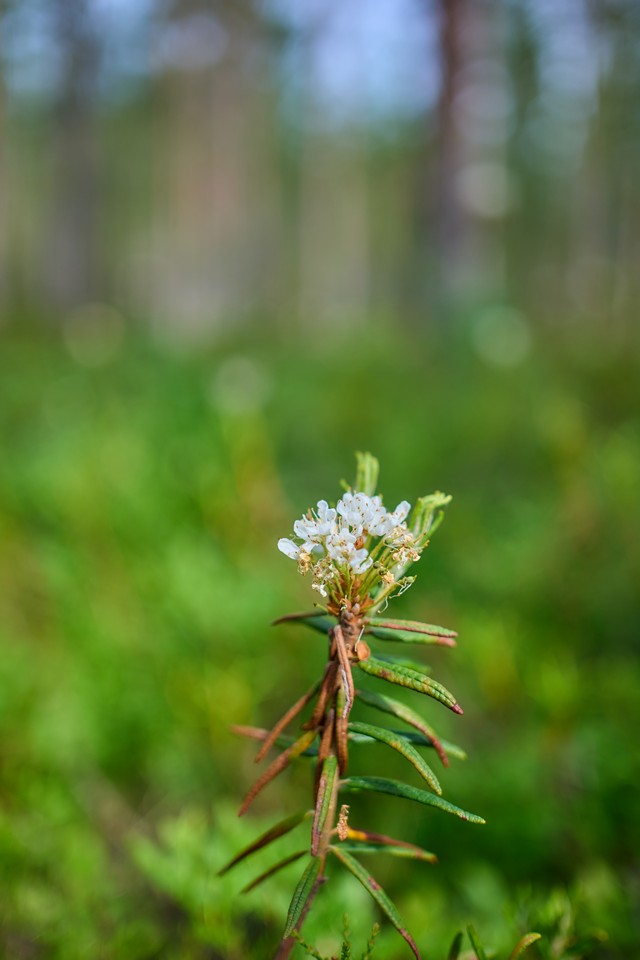 Panasonic S40mm_22w.jpg