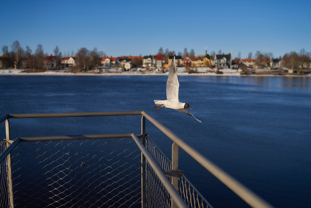Samyang 35mm f1.4 II_21w.jpg
