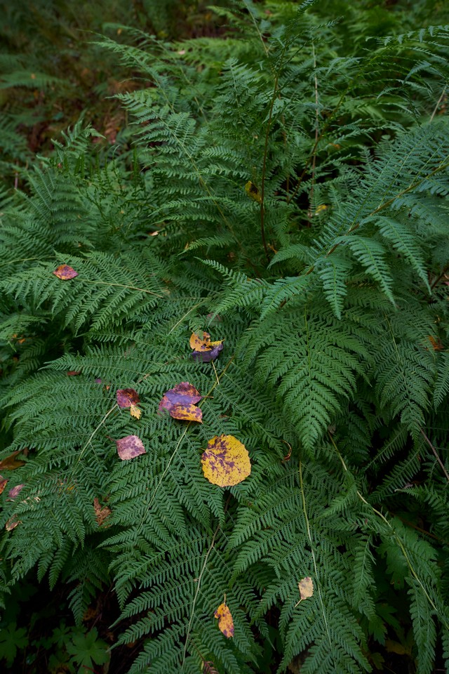 Viltrox 15mm f1.7_33w.jpg