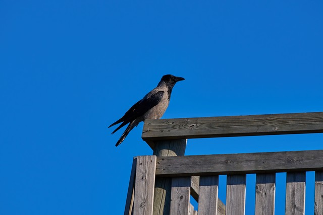 Sigma 300-600mm f4_13w.jpg