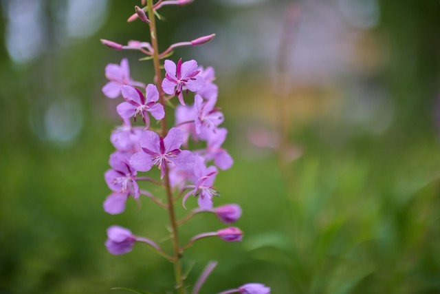 Canon RF 45mm f1.2 STM_25w.jpg