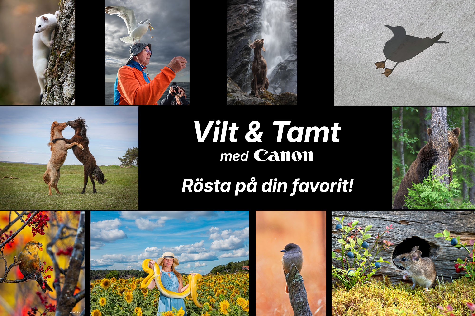 CanonViltochTamtFinal_blogg.jpg