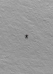 fluga.jpg