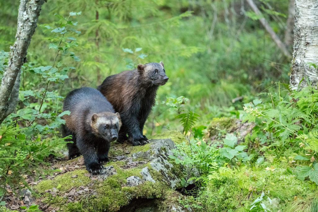 Wolverines-on-the-rock-scaled.jpg
