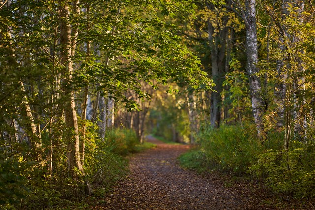 Sigma 85mm f1.2_30w.jpg