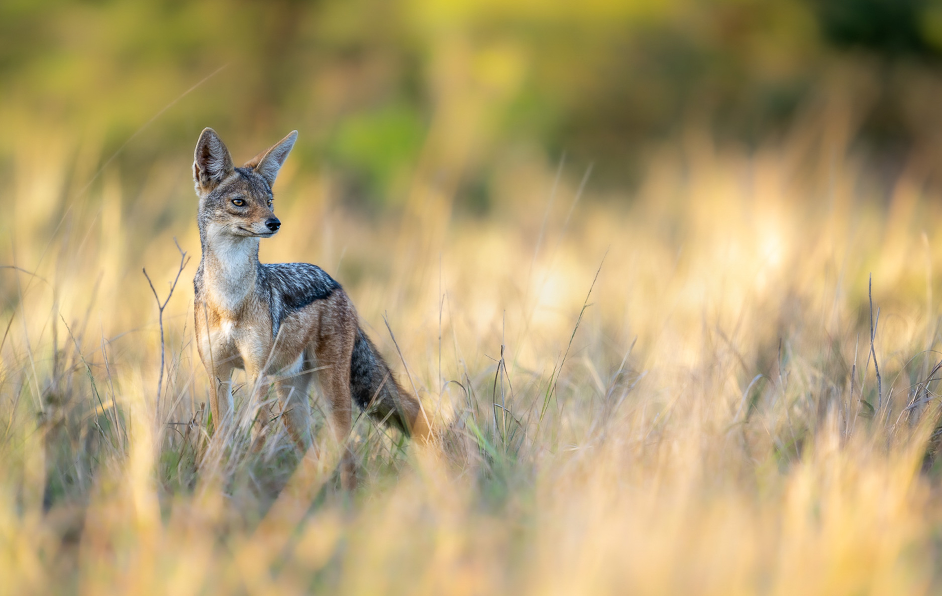 Masi-Mara-offroda-31.jpg