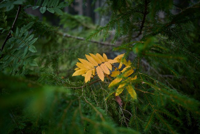 Canon RF 20mm f1.4 VCM_11w.jpg