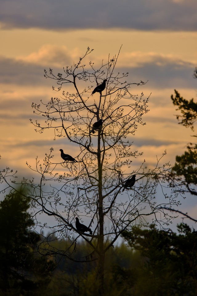 Tamron 150-500 XF_16w.jpg