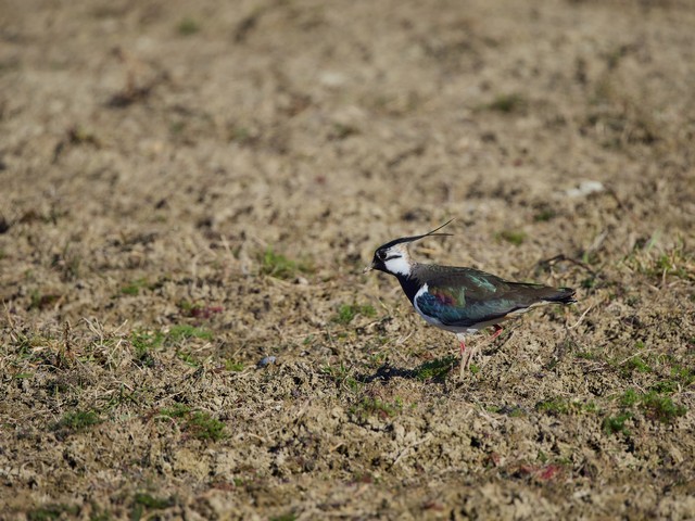 OM System 100-400mm_12w.jpg