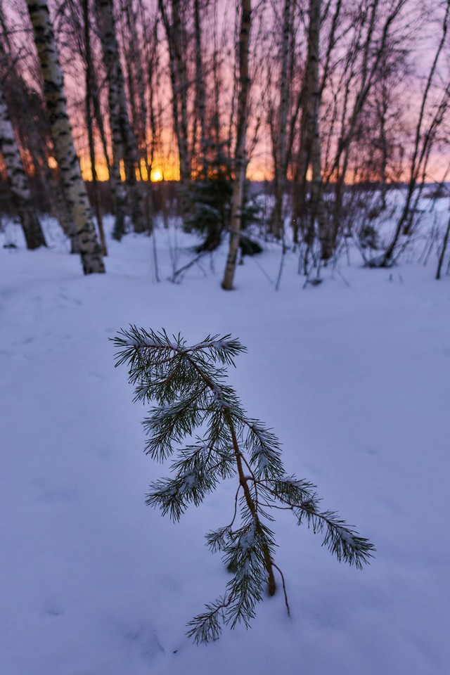 Sigma 15mm f1.4 DC_24w.jpg