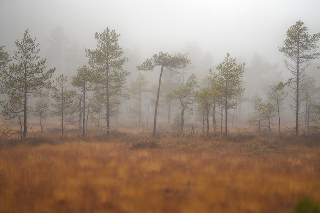 Sigma 135mm f1.4_8w.jpg