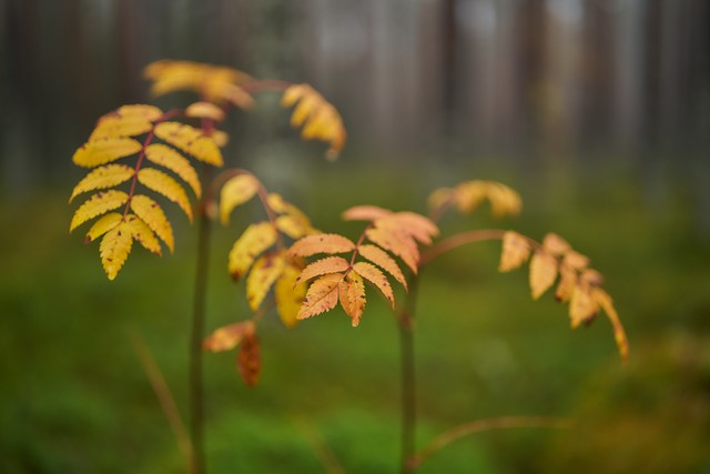 Sigma 35mm f1.2 II_17w.jpg