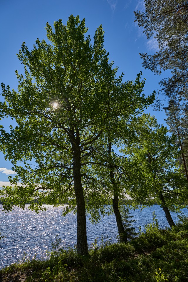 Canon RF 20-50mm f4_16w.jpg