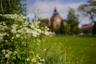 sony_a7rIV_3.JPG