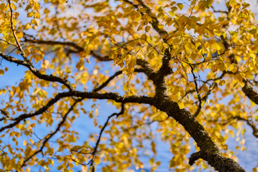 Canon RF 85mm f1.4 VCM_blogg2.jpg