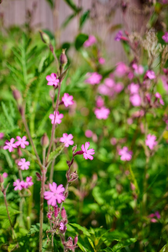 Panasonic S40mm_9w.jpg