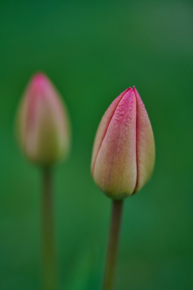 Laowa 90mm f2.8 macro_2w.jpg