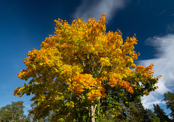 DSCF2700w.jpg
