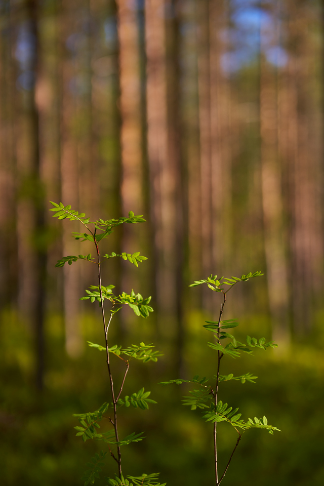 Tokina 85mm 1.8 Sony_13w.jpg