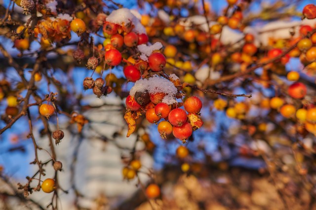 NikonZ DX 16-50mm f2.8_24w.jpg