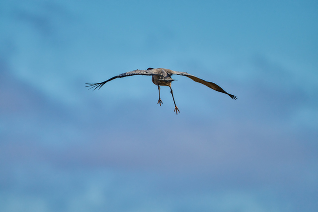 Sigma 300-600mm f4_23w.jpg