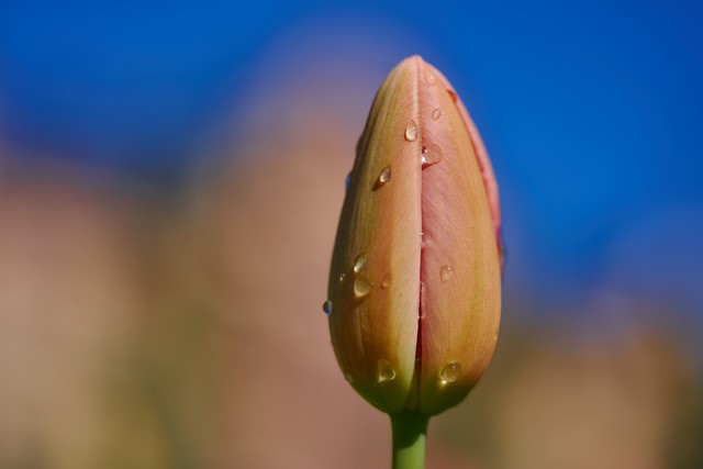 Laowa 90mm f2.8 macro_9w.jpg