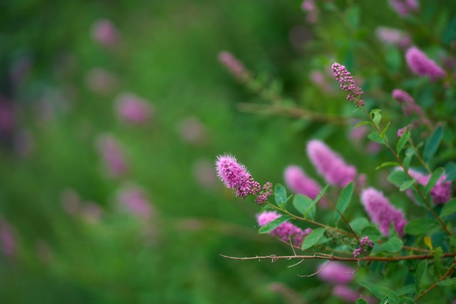 Viltrox 75mm f1.8 EVO_5w.jpg