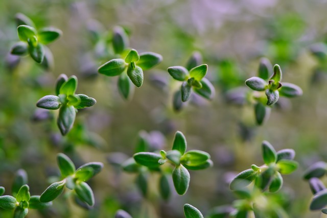 Sony 100mm f2.8 Macro_12w.jpg