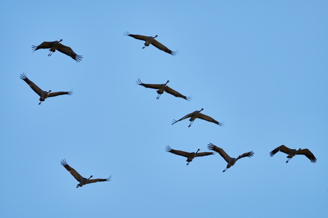 Sony FE 100-400 f5.6_f8 OSS_3w.jpg