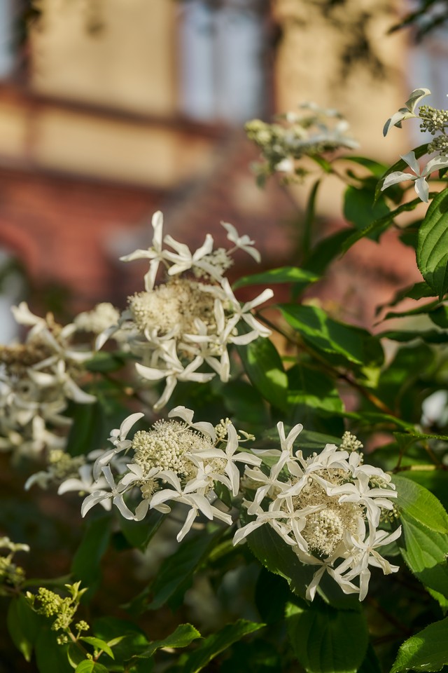 Samyang 60-180mm f2.8_6w.jpg