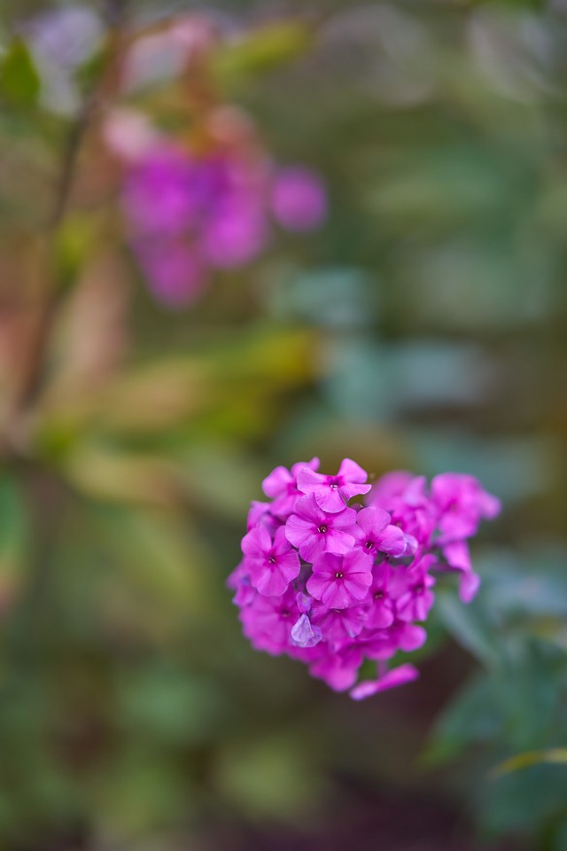 Sigma 85mm f1.2_23w.jpg