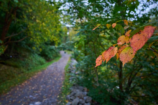 Viltrox 15mm f1.7_32w.jpg