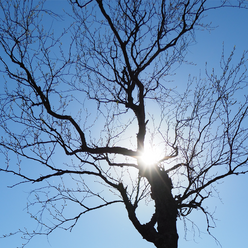LIVETREE.png