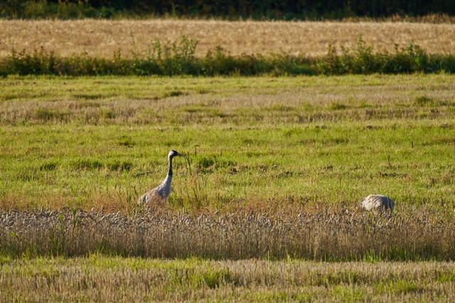 Sony FE 100-400 f5.6_f8 OSS_15w.jpg