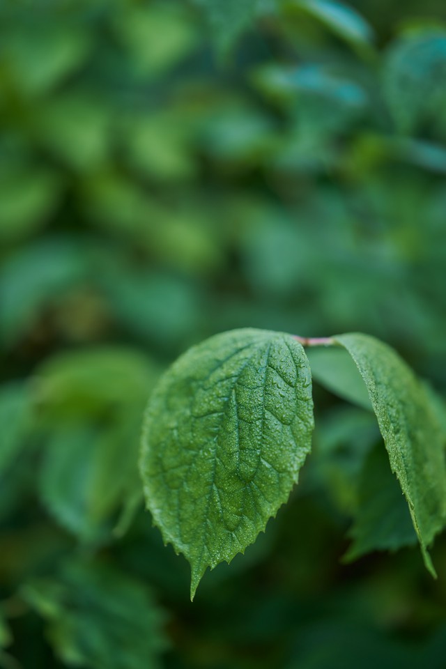 Sigma 85mm f1.2_35w.jpg