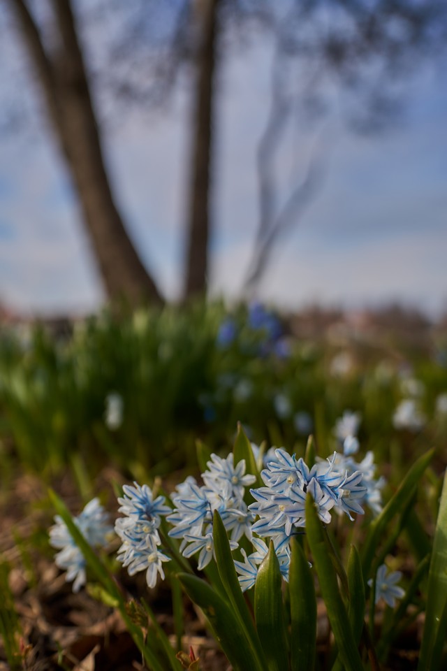 Viltrox 25mm f1.7_22w.jpg