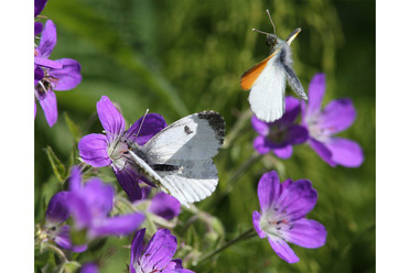 W53B6396_blogg.JPG