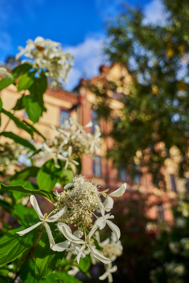 Sigma 20-60mm f2.8_4_26w.jpg