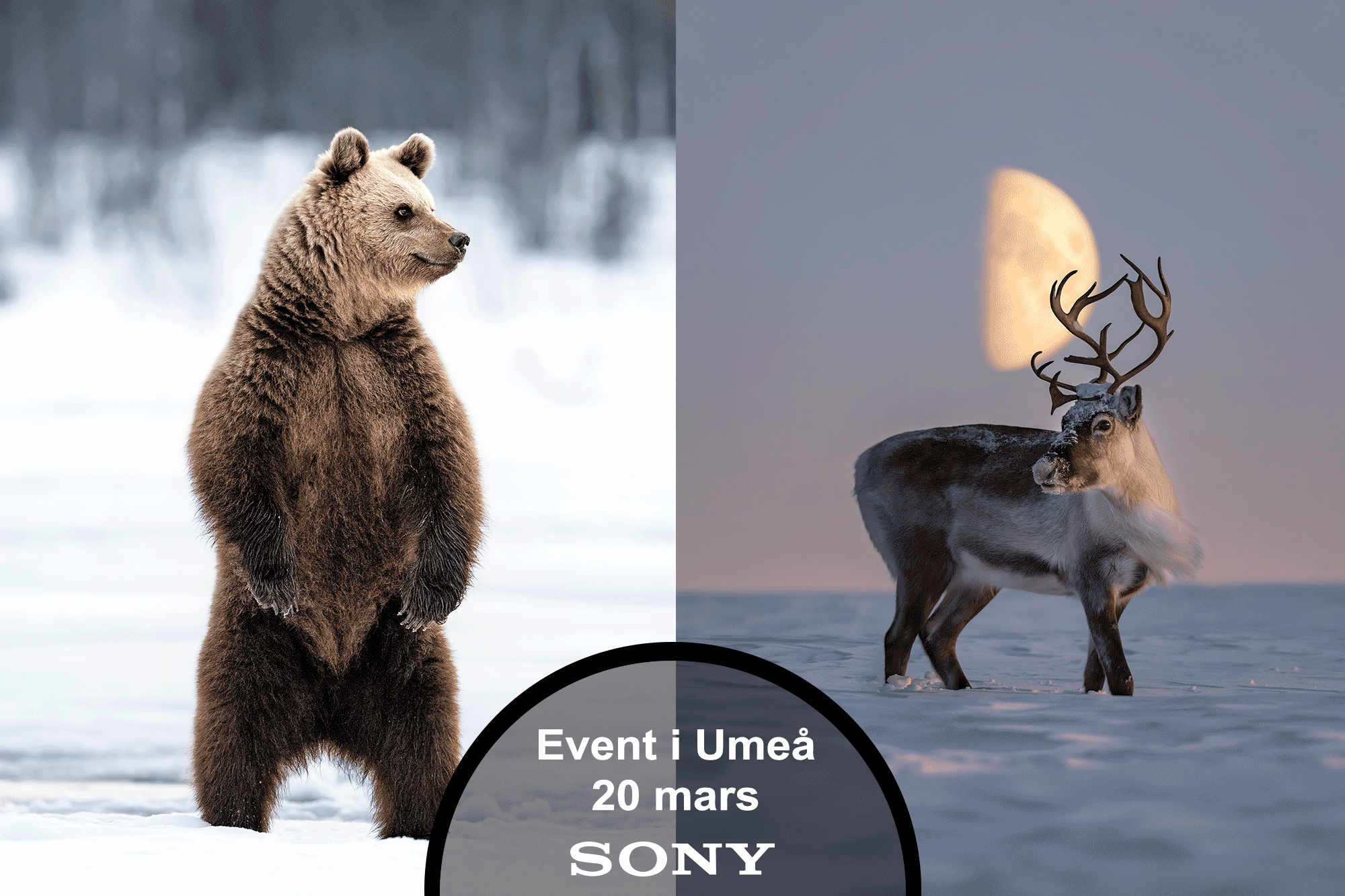 Magnus Winbjörk - björn och ren, event i Umeå 20 mars 2024