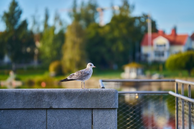 Samyang 60-180mm f2.8_15w.jpg