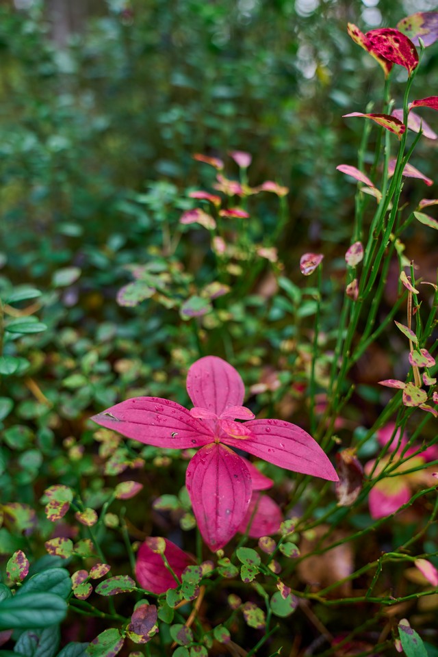 Sigma 20-60mm f2.8_4_4w.jpg