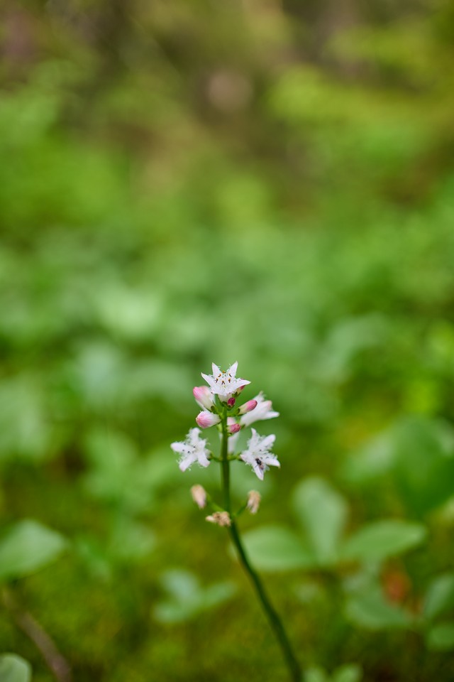 Panasonic S40mm_21w.jpg