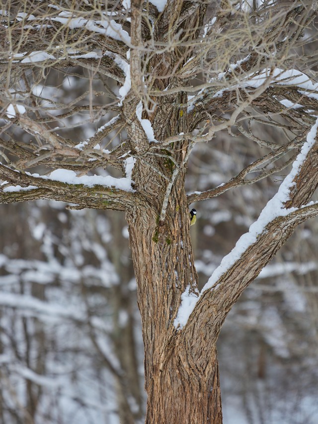 OM System 50-200mm f2.8_32w.jpg