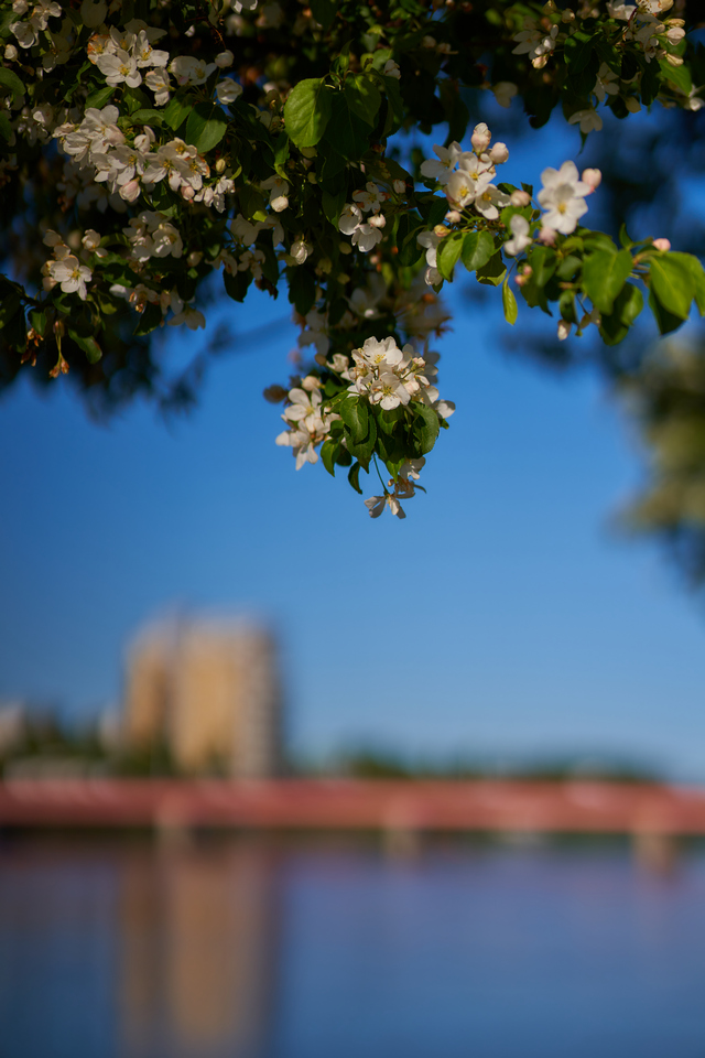 Tokina 85mm 1.8 Sony_11w.jpg