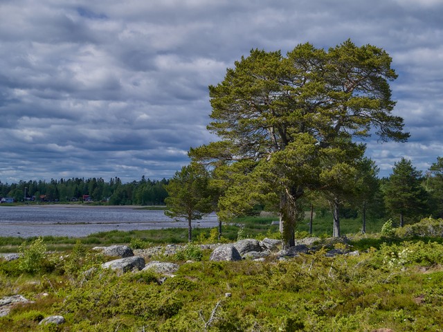 Panasonic L10_25w.jpg