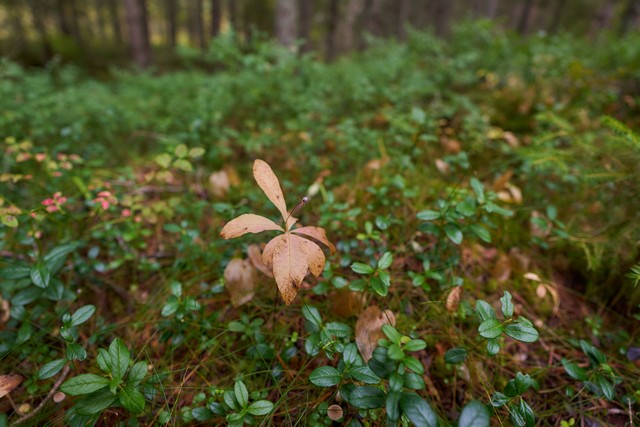 Sigma 12mm f1.4 C_11w.jpg