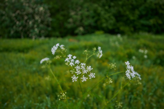 Samyang V-AF 20mm F1.9_3w.jpg