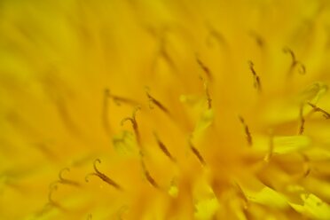 Laowa 90mm f2.8 macro_blogg1.jpg