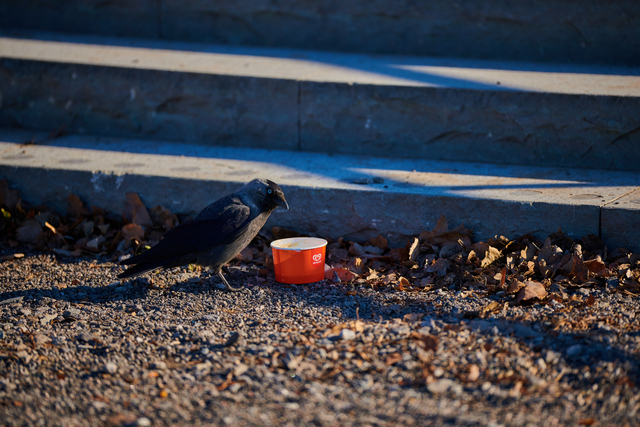 Nikon 120-300 f2,8_15w.jpg