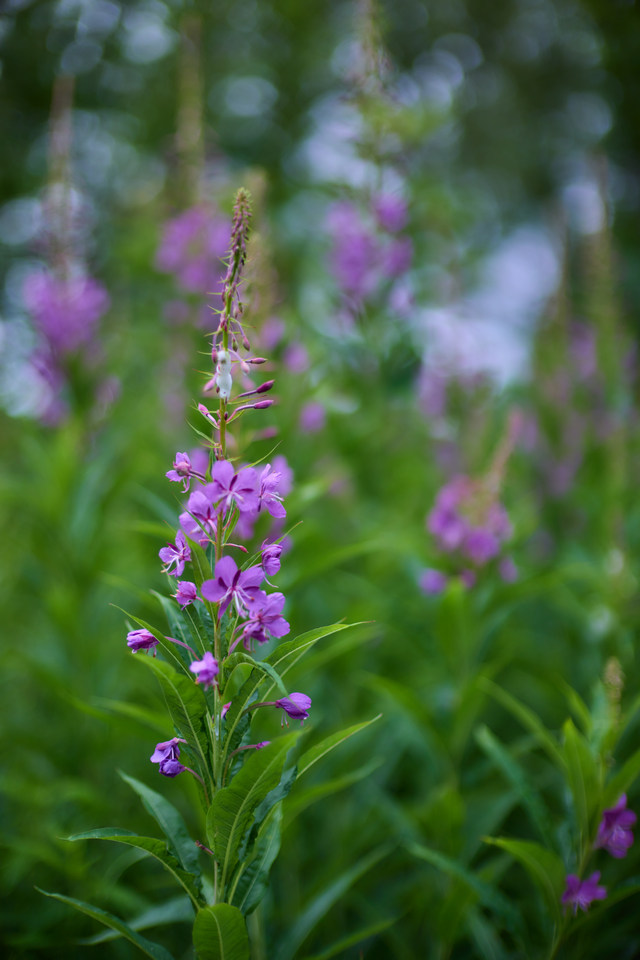Canon RF 45mm f1.2 STM_31w.jpg